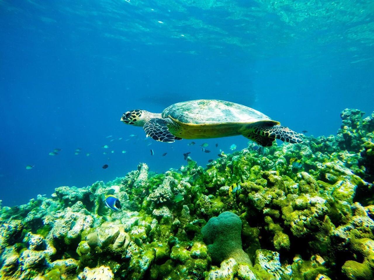 Old Town Inn Maldives Gaafaru المظهر الخارجي الصورة